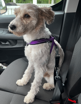 Zoom bild av Bilbältesfäste 25mm alachake med ring i bil