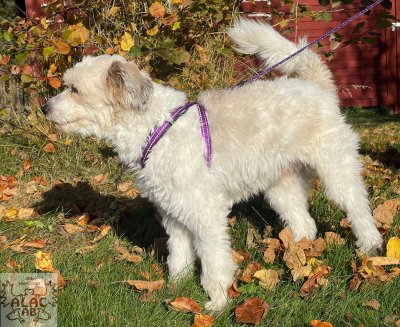 Zoom bild av Y-sele alac lila med reflex hund