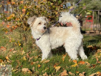 Zoom bild av Y-sele alac lila med reflex hund