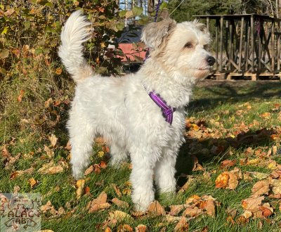 Zoom bild av Y-sele alac lila med reflex hund