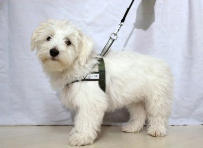 Zoom bild av Spårsele alac grön med påsydd reflex